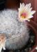 Mammillaria candida 3.jpg
